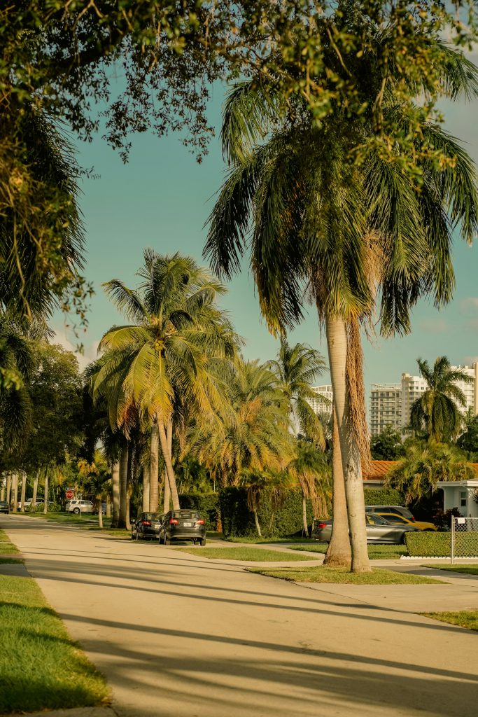 A quiet residential street lined with royal palms
