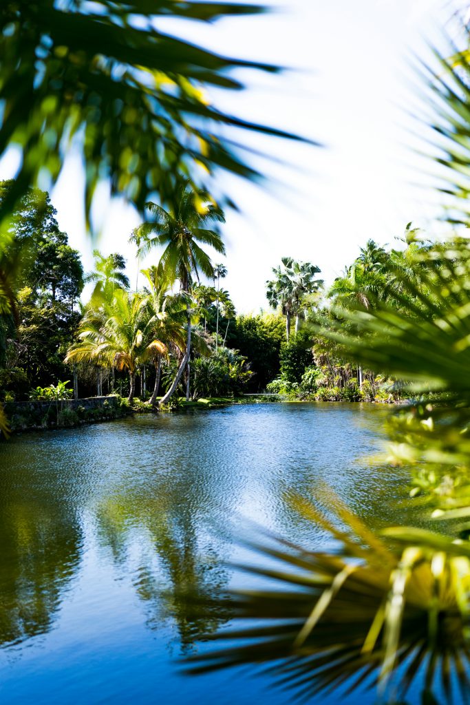 A quiet lagoon framed by palm fronds